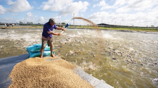 Commercial pangasius is lost up to 30–50% during the farming stage